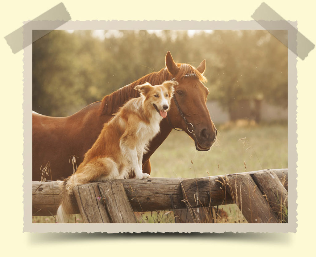 Futtermittel Suling Pferd und Hund auf Wiese in Bilderrahmen Bremen