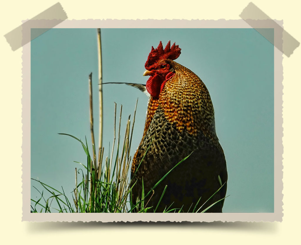 Futtermittel suling hahn auf wiese bremen